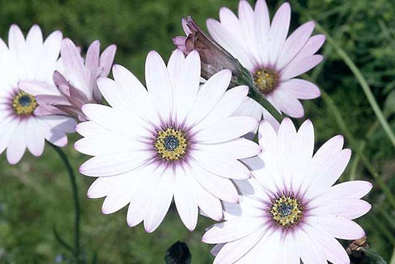 Daisy delight