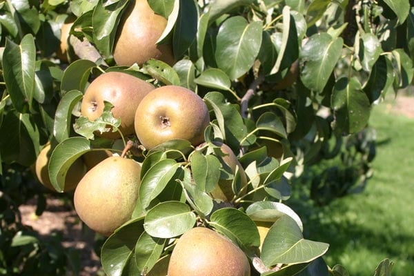 How to grow pears | RHS Guide