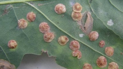 Oak Gall Wasps: Identification and Impact | RHS Advice