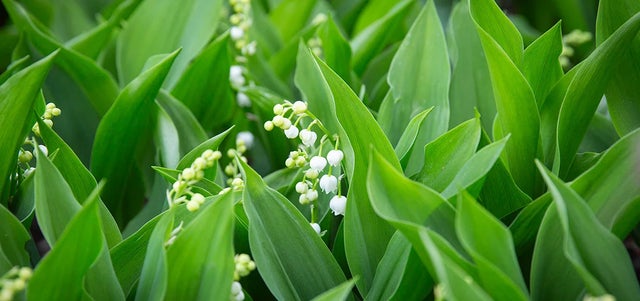 The deadliest plants on the planet