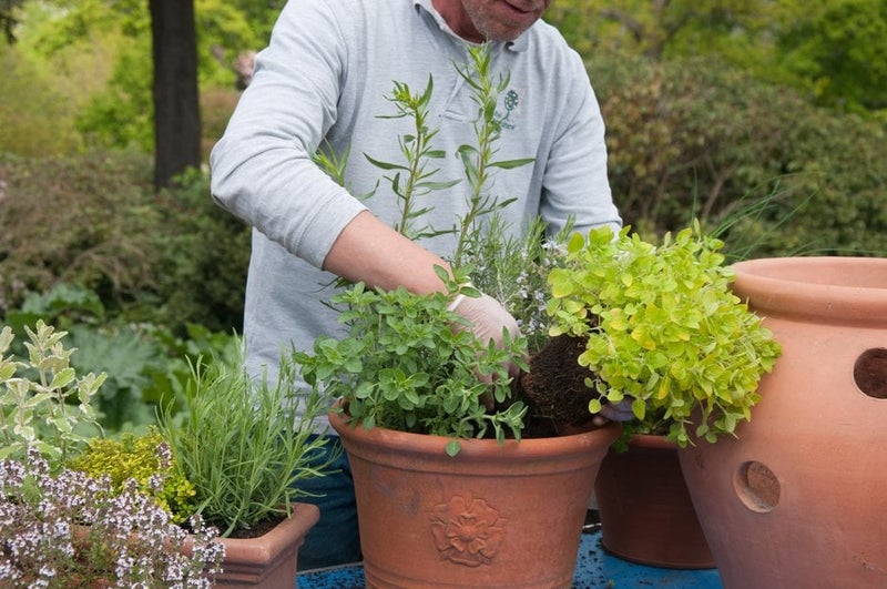 How to plant up a container: Expert Guide | RHS Advice