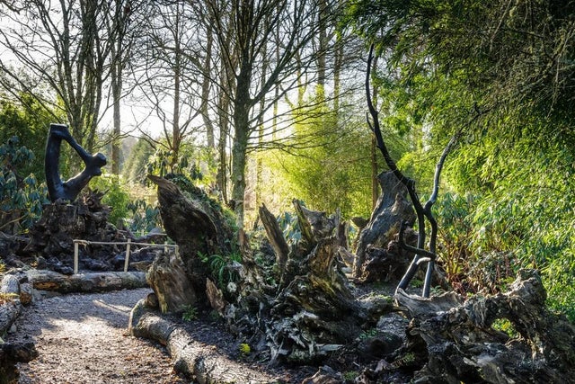 Visit the Stumpery at RHS Rosemoor featuring ferns and other shade-loving plants