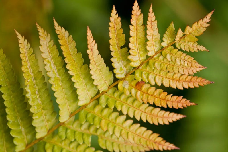 The flowering fern