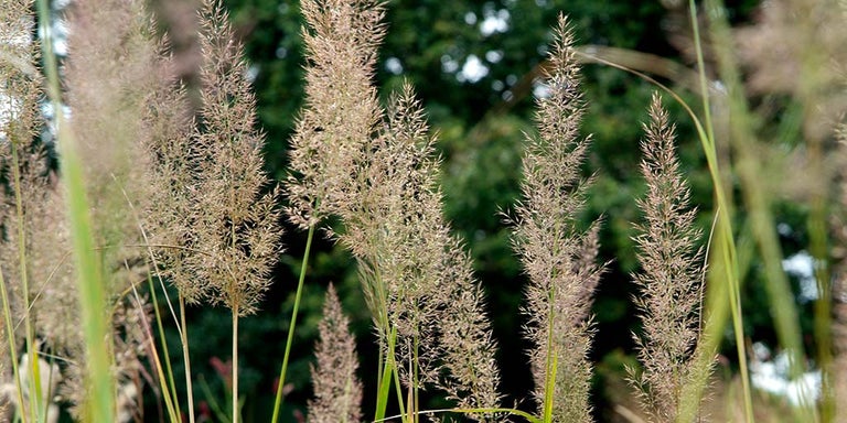 Buy calamagrostis from RHSplants.co.uk