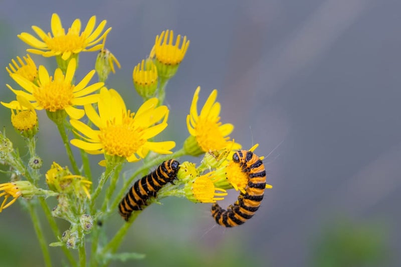 Ragwort | RHS Advice