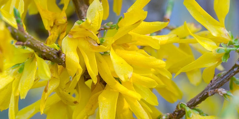 Buy forsythias from RHSplants.co.uk
