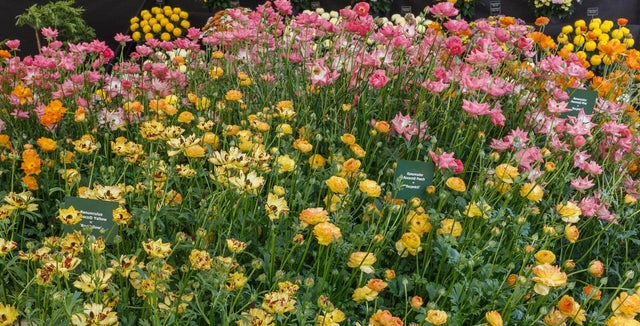 Bedding ranunculus