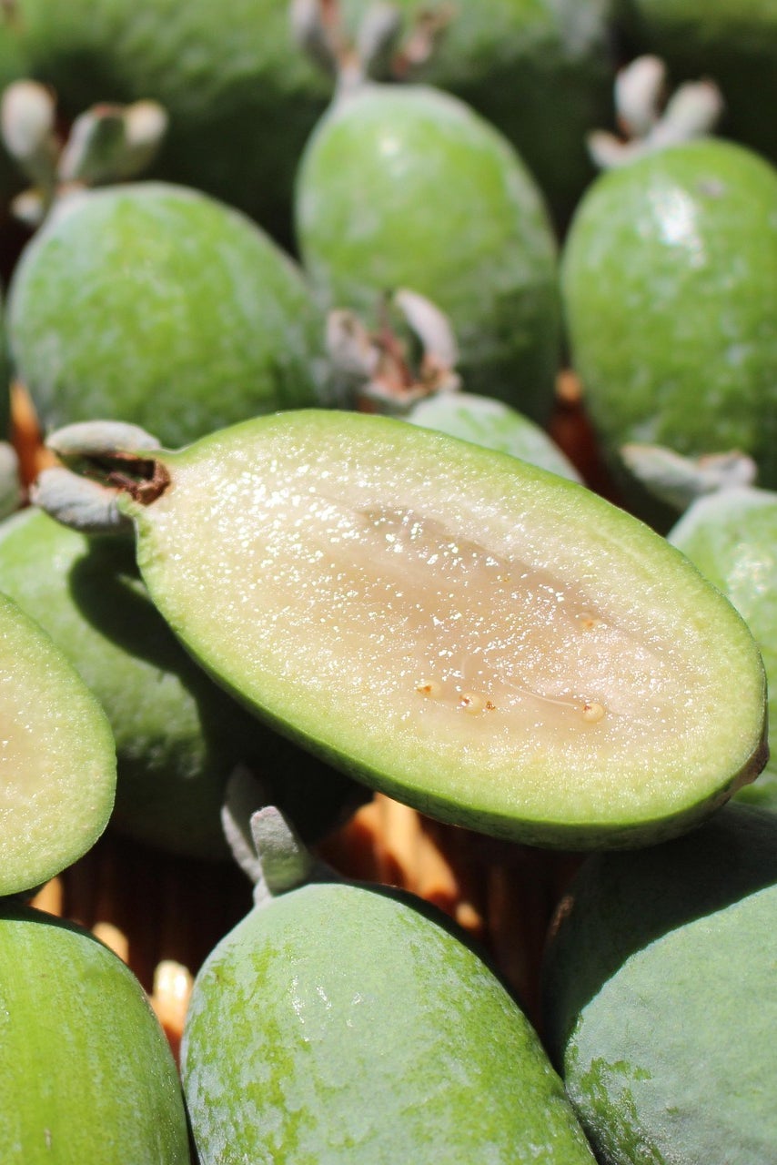 Fruits of pineapple guava, Feijoa sellowiana