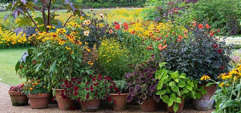 Top 10 patio plants for bees