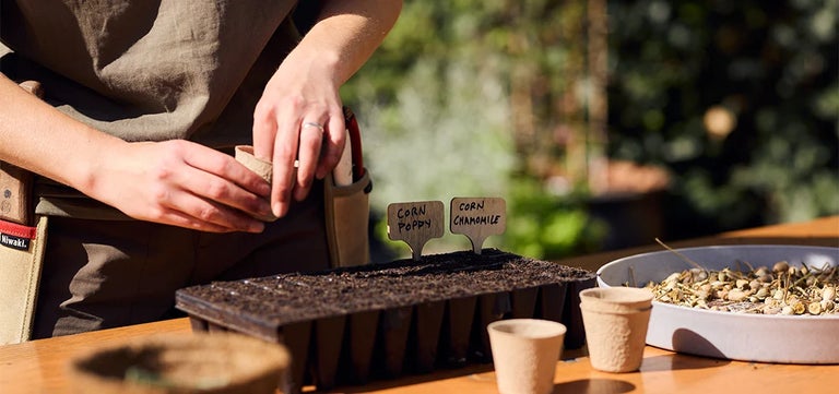 Self-seeding wildflowers for urban gardens