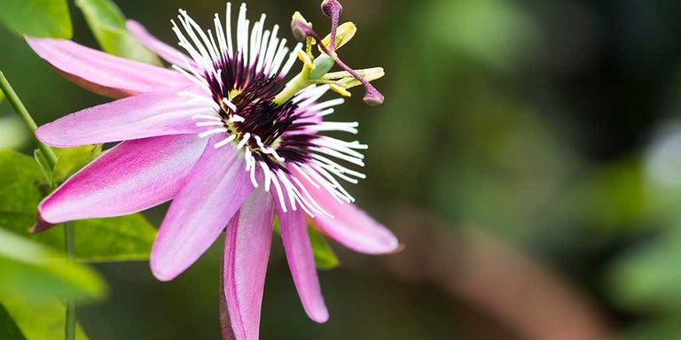 Buy passion flowers from RHSplants.co.uk