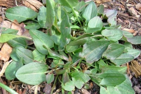 Common sorrel