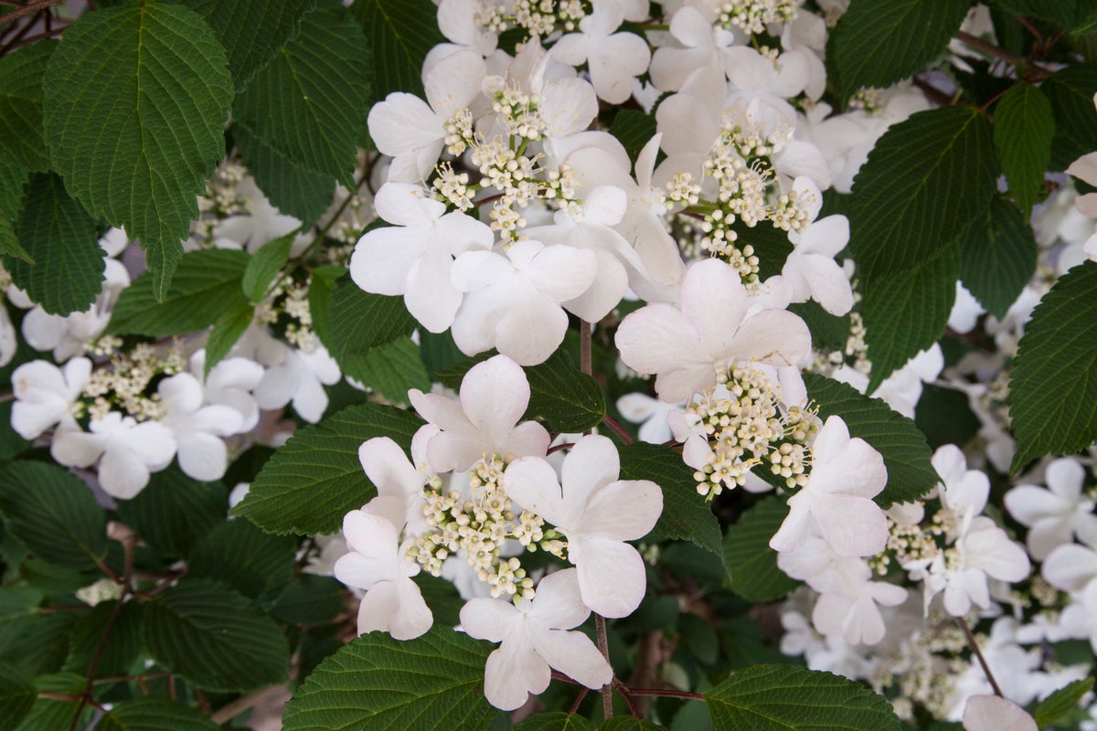 A shrub with white flowers