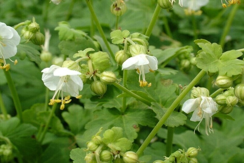 Plants for Part Shade Borders | RHS Advice