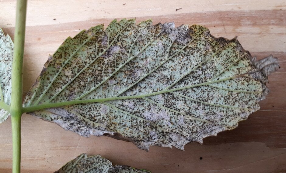 Raspberry rust: Symptoms & Control | RHS Advice