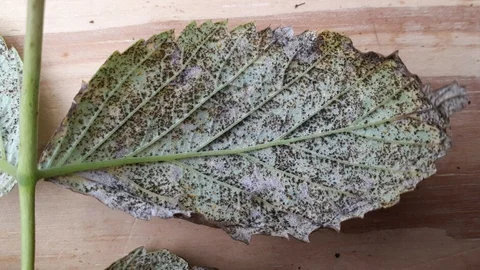 Rust Raspberries Raspberry rust: Symptoms & Control | RHS Advice