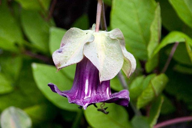 Choosing plants for fences