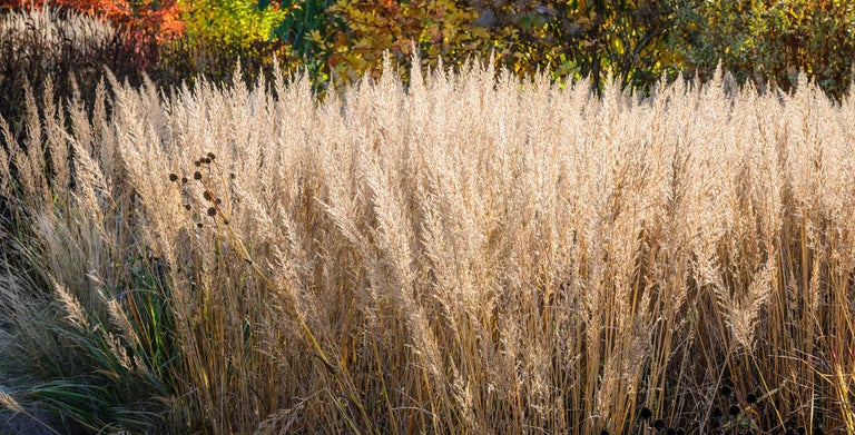 Calamagrostis