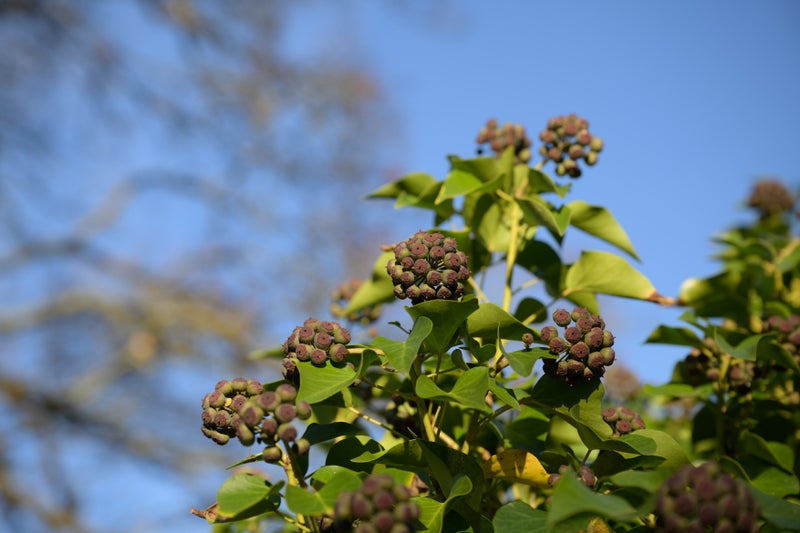 Hedera helix 'Minor Marmorata' ivy RHS Wisley