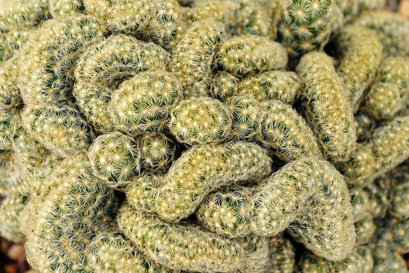 A brainy cactus