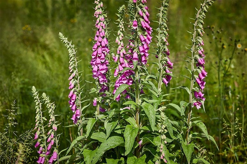 For the bees