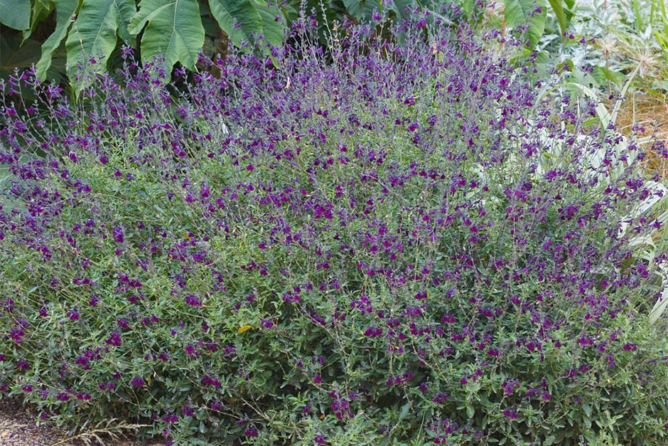 Salvia ‘Nachtvlinder’