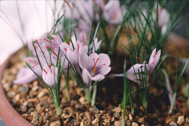National Plant Collections at the RHS