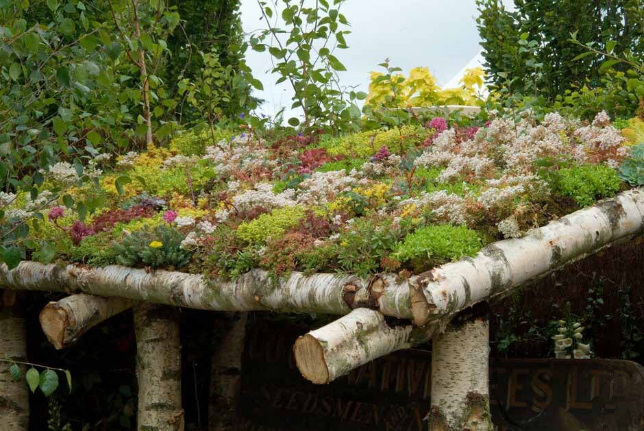 Extensive green roofs