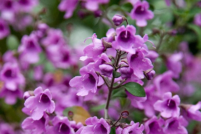 Summer is purple