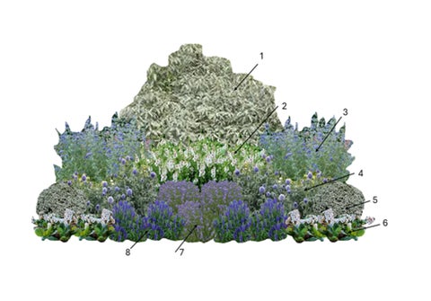 Drought Pollinators: Silver and Blue | RHS Advice
