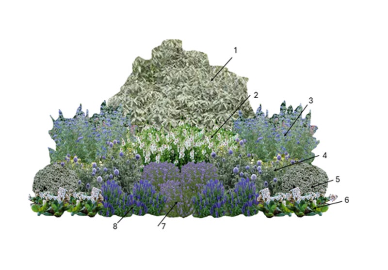 Drought Pollinators: Silver and Blue | RHS Advice