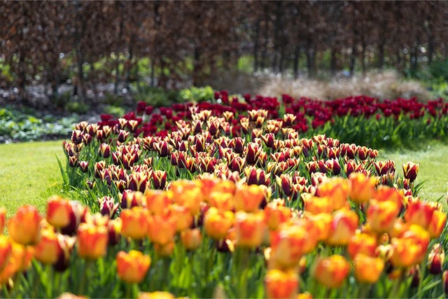Thousands of tulips planted at RHS Wisley