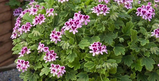 Scented-leaf pelargoniums
