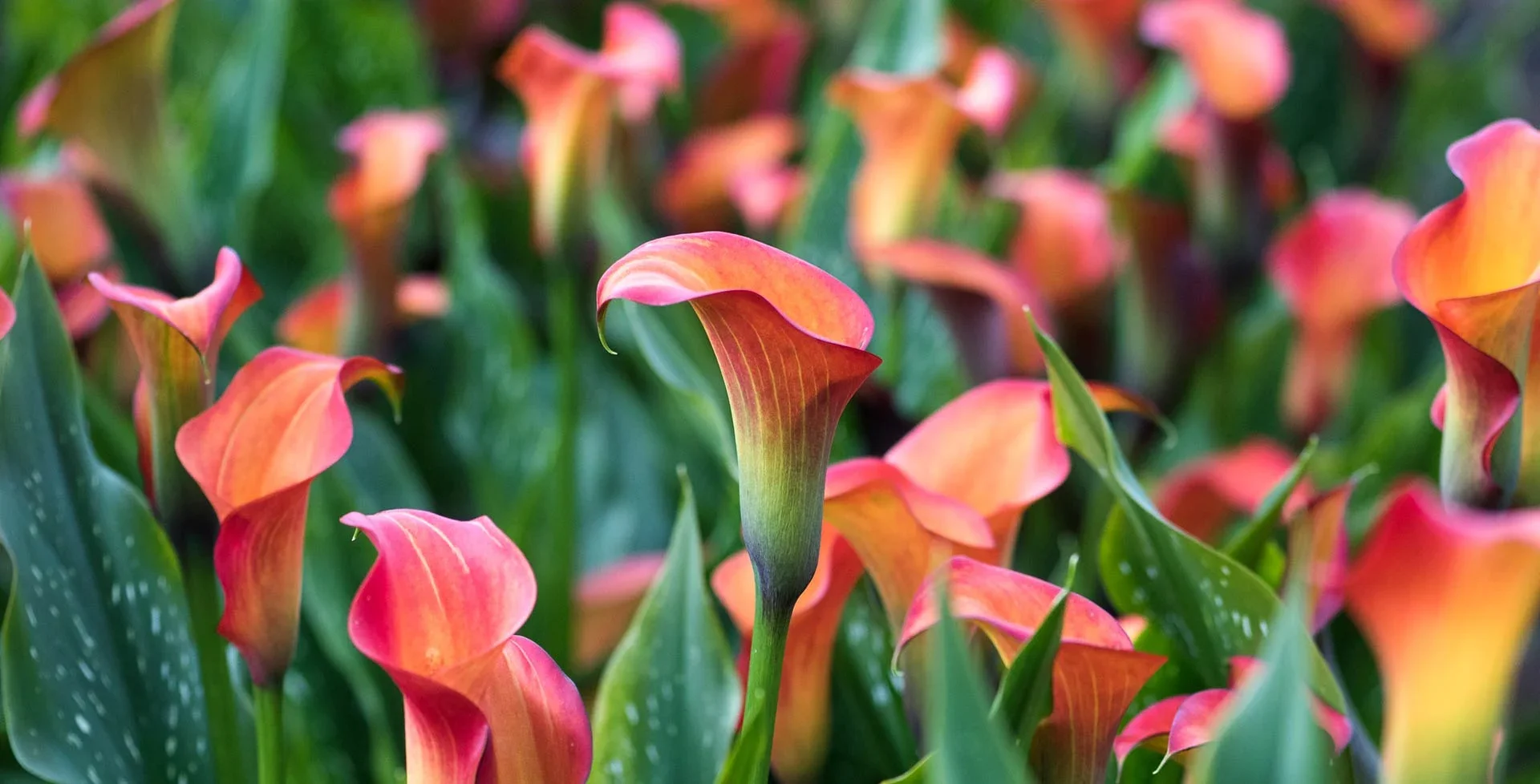 Zantedeschia / RHS Plant Guide