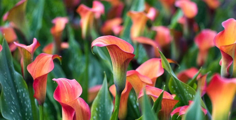 Zantedeschia