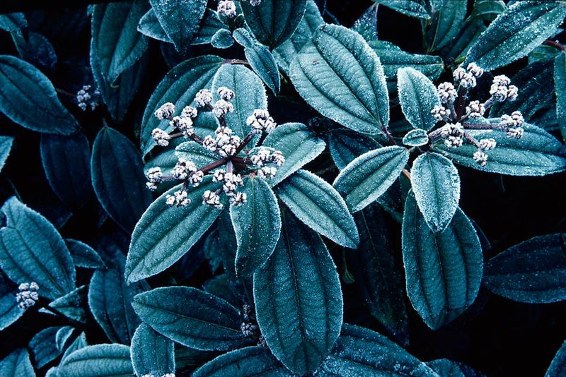 Gorgeous groundcover