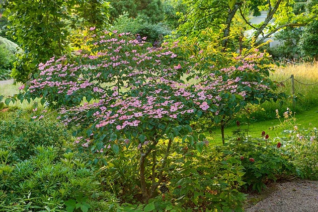 RHS guide to planting shrubs