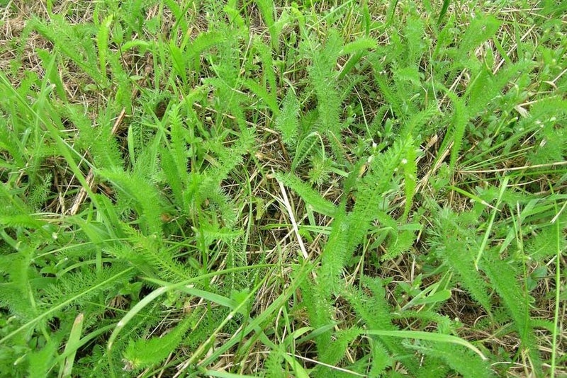 Yarrow in Lawns | RHS Advice