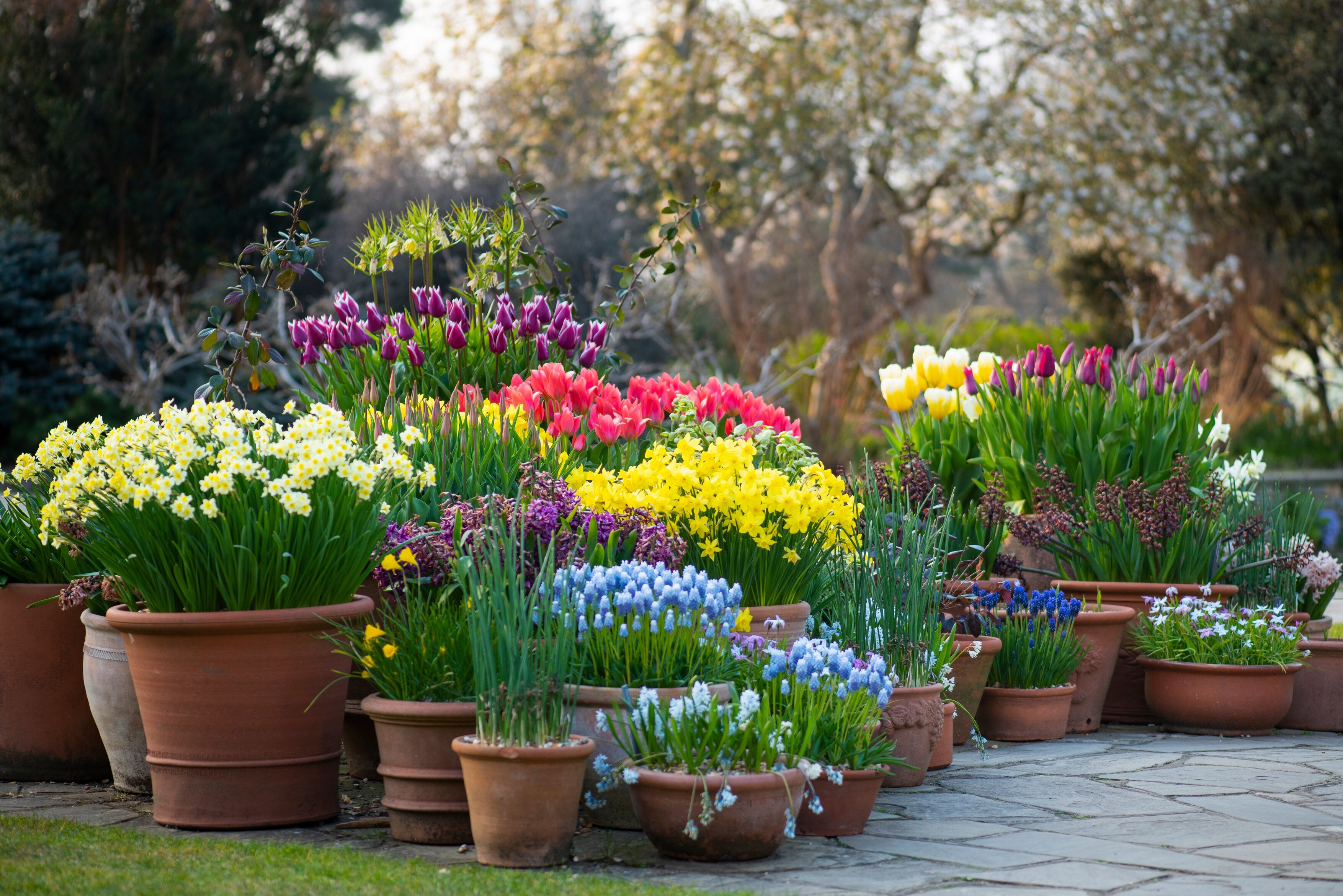 A group of potted plants