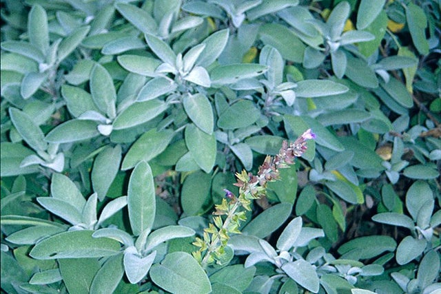 Shrubs with fragrant foliage