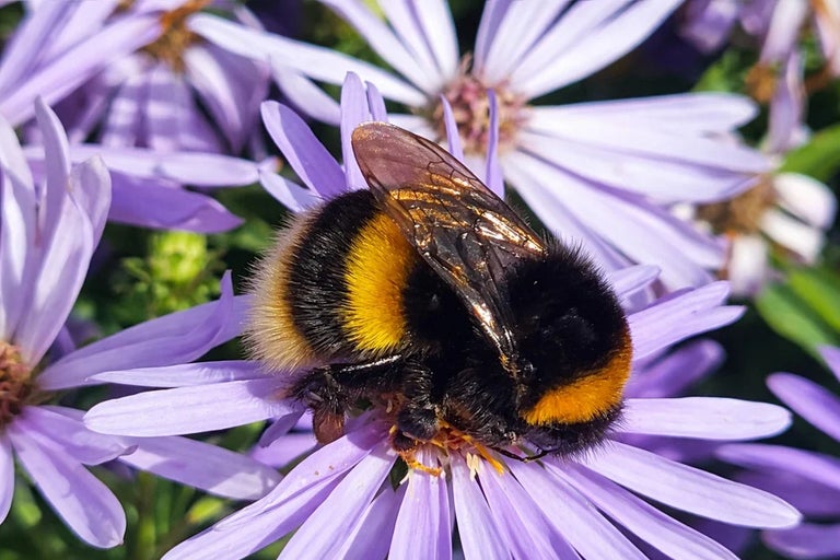 Gardening for the environment