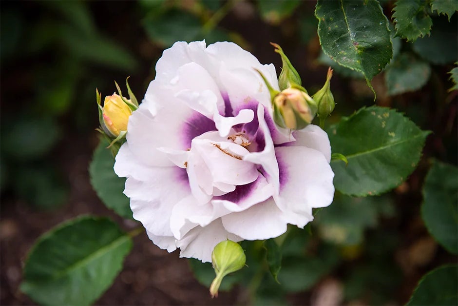 Rosa Eyes For You (‘Pejbigeye’)
