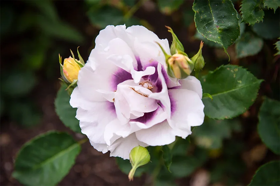 Rosa Eyes For You (‘Pejbigeye’)