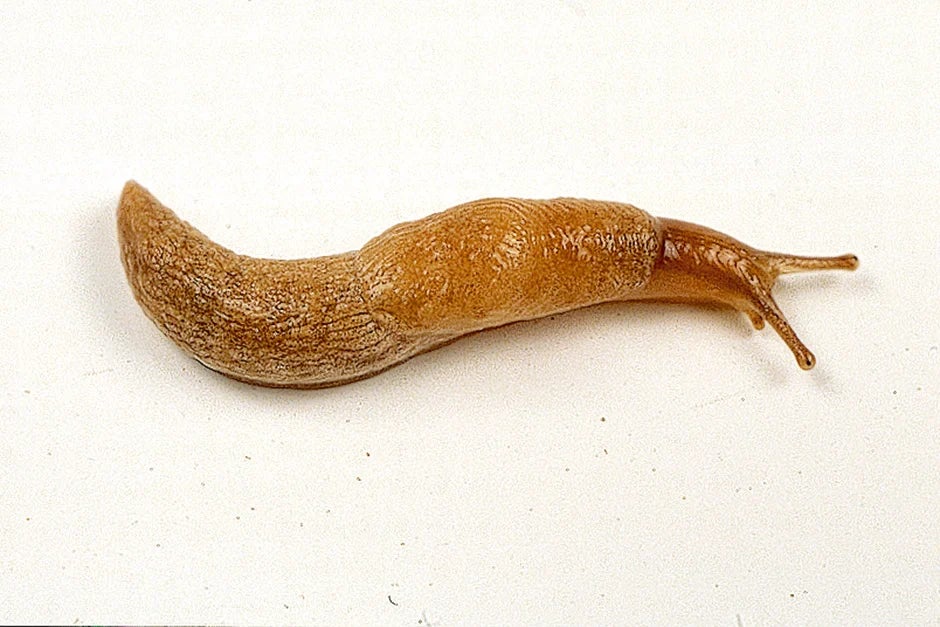 Grey field slug (Deroceras reticulatum)
