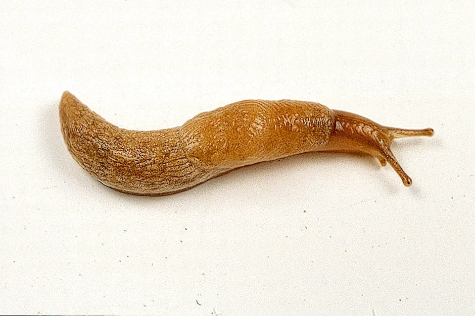 Grey field slug (Deroceras reticulatum)