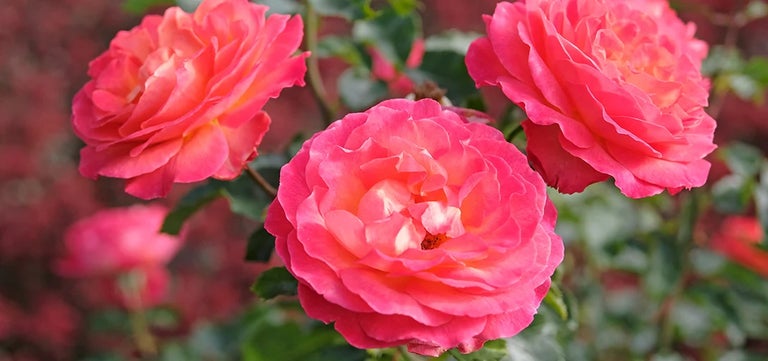 Rochfords International Rose Trials