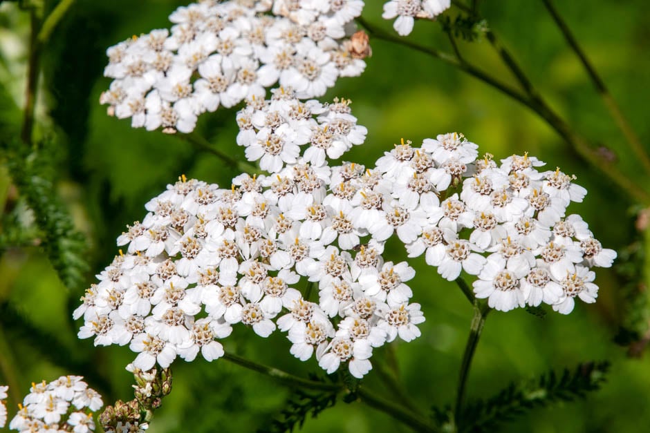 Yarrow in Lawns | RHS Advice