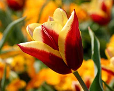 RHS guide to bulbs