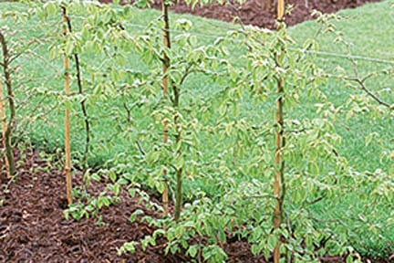 RHS guide to planting hedges