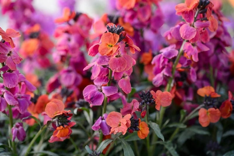A colourful, fragrant wallflower for beds and borders